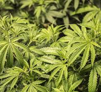 1800 plants de Marijuana découverts dans une ferme à Nabeul