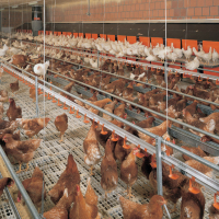 Baisse de à 30% du prix de la production du poulet de chair en janvier 2020