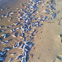 Mort de poissons à Monastir : Les premiers résultats d'une enquête montrent une diminution de l'oxygène dans l'eau de mer