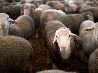 Aïd Al-Idha: Diwan Al-Iftaâ dit n'avoir aucune intention d’émettre une fatwa interdisant l’achat des moutons de sacrifice
