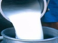 Augmentation sans précédent des stocks de lait: Les centres de collecte lancent un cri d’alarme