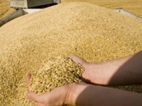 Chahed : Les problème liés au stockage et au transport des céréales, seront résolus d'ici fin juillet