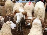 Importation de moutons pour couvrir la demande de l'aïd Al-Idha