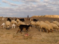 Kasserine: Un berger porté disparu depuis ce matin retrouvé sain et sauf