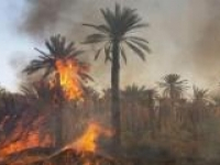 Kébili : 150 palmiers détruits à cause d’un incendie