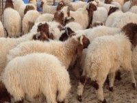 L'UTAP maintient les prix de référence de 2015 pour la vente des moutons de sacrifice