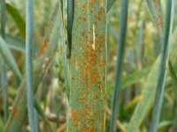La maladie de la "rouille du blé" détectée dans les champs de céréales à Béja