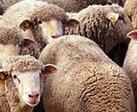 La société Ellouhoum démarre la vente des moutons au kilo à son siège à Ouardia