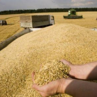 La Tunisie importe 100 mille tonnes de blé tendre et 50 mille tonnes d'orge