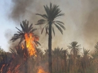 L’incendie dans l’ancienne oasis de Kébili maitrisé