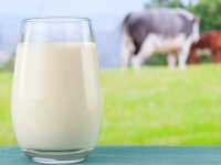 Tunisie : Hausse du prix du lait à la production