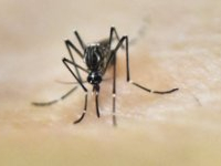 Tunisie: Mise en place d’un plan de riposte au virus Zika